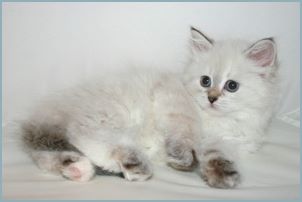 
Female Siberian Kitten from Deedlebug Siberians